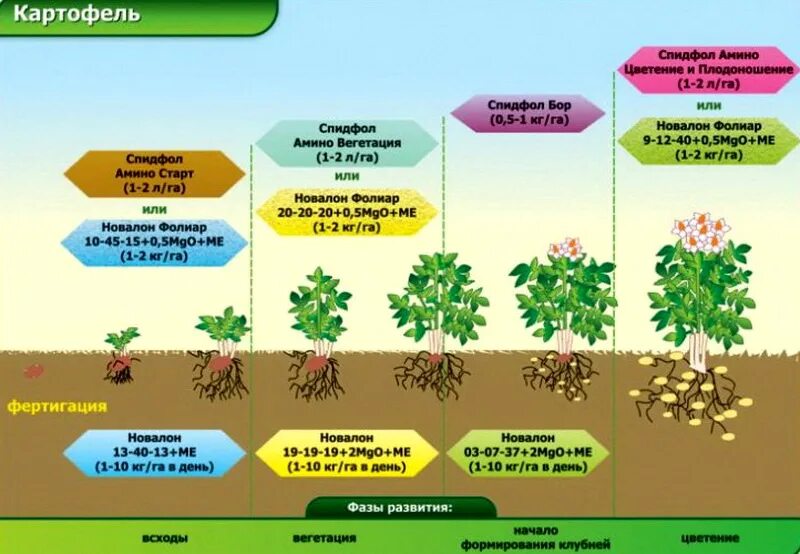 Какие удобрения внести в землю. Схема подкормки картофеля. Схема внекорневых подкормок картофеля. Схема внесения Минеральных удобрений при выращивании картофеля. Схема листового питания картофеля.