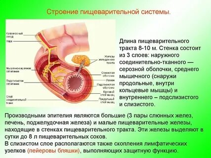 Особенности строения полых органов