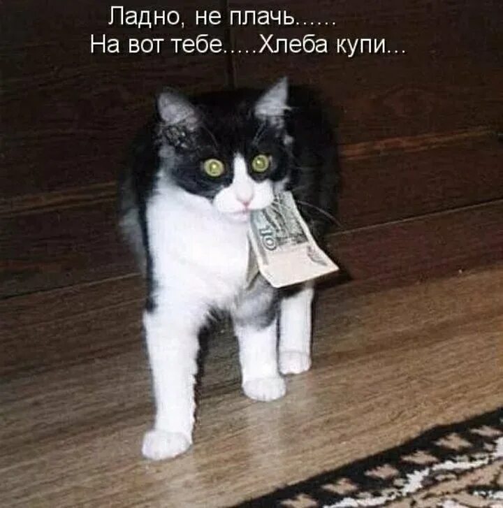 Что нужно новый хозяин. Котики с надписями. Смешные котики с надписями. Смешные коты с надписями. Забавные мемы с котами и надписями.