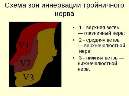 Тройничный нерв иннервирует