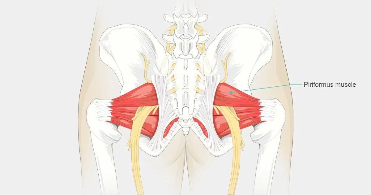 Мышца седалищного нерва. Грушевидная - Piriformis. Piriformis мышца. Грушевидная мышца и седалищный нерв. Тазобедренный сустав анатомия грушевидная мышца.