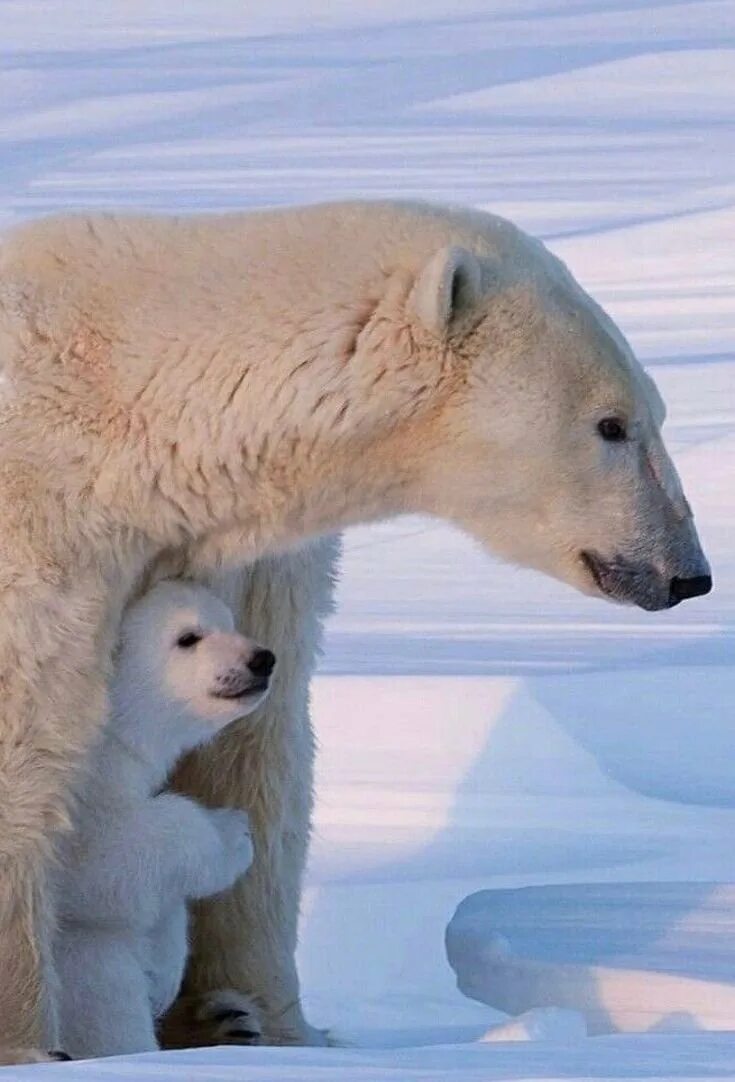 Белый Медведвежонок. Животные белый медведь. Полярный медведь. Белый медведь с медвежатами.