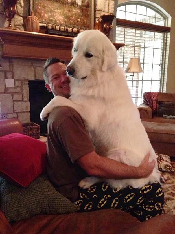 Большой собака. Породы самых больших собак. Гигантские собаки. Собаки больших размеров. Добрые породы больших