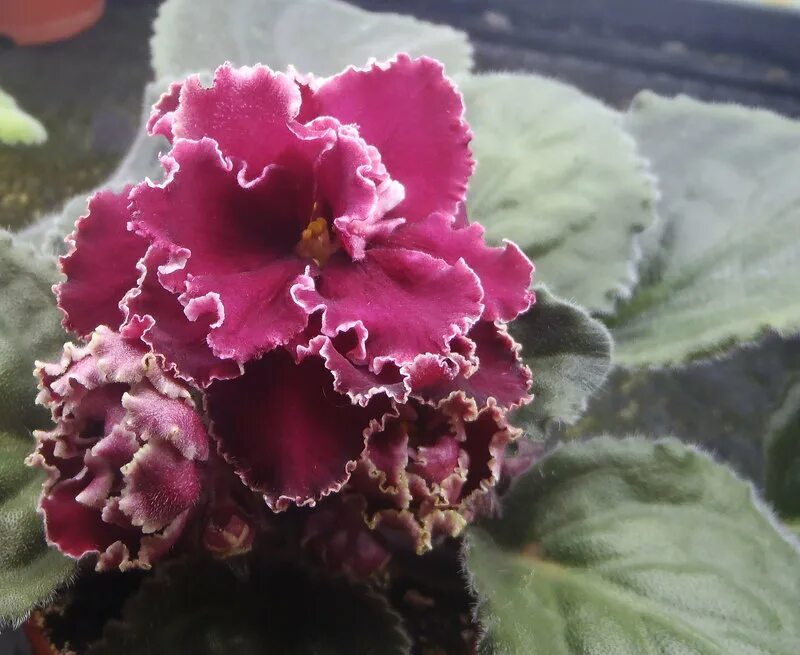 Фиалка гранатовое вино. Фиалка гранатовое вино. Фиалка нибелунги. Фиалка гранатовое вино. Фиалка ват гранатовая палата.