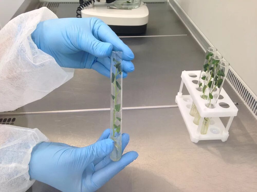 биотестирование in vitro in vivo. тестирование на клеточных культурах in vitro. схема микроклонального размножения растений. клетка растения ин витро. Invitro метод.