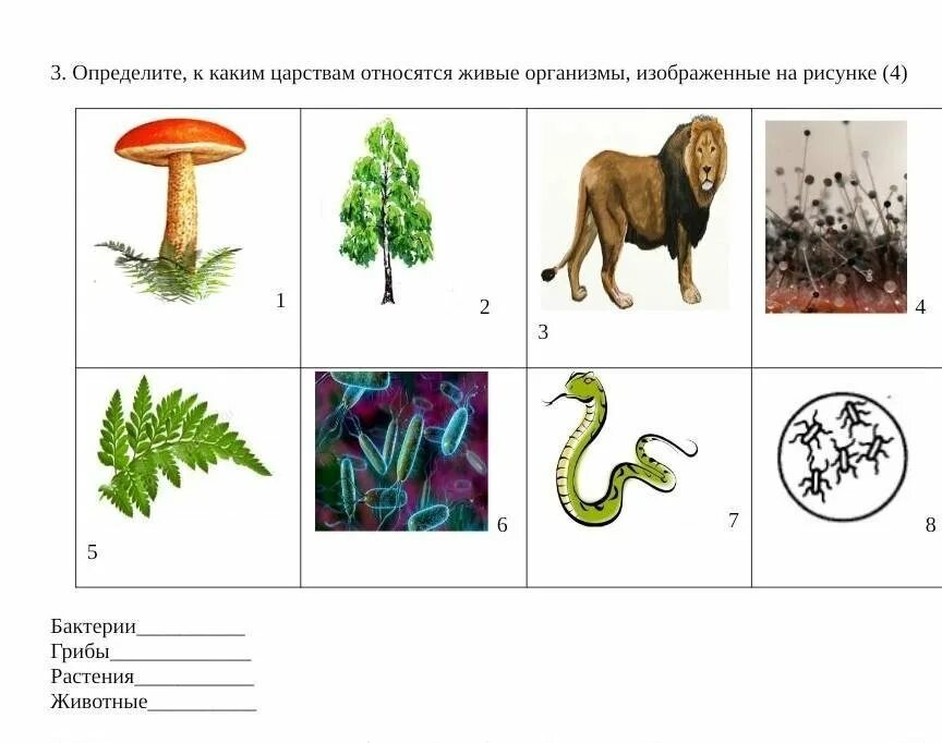 Биология бактерии грибы растения животные. Бактерии грибы животные. К каким царствам относятся организмы. Определить к какому царству принадлежит.
