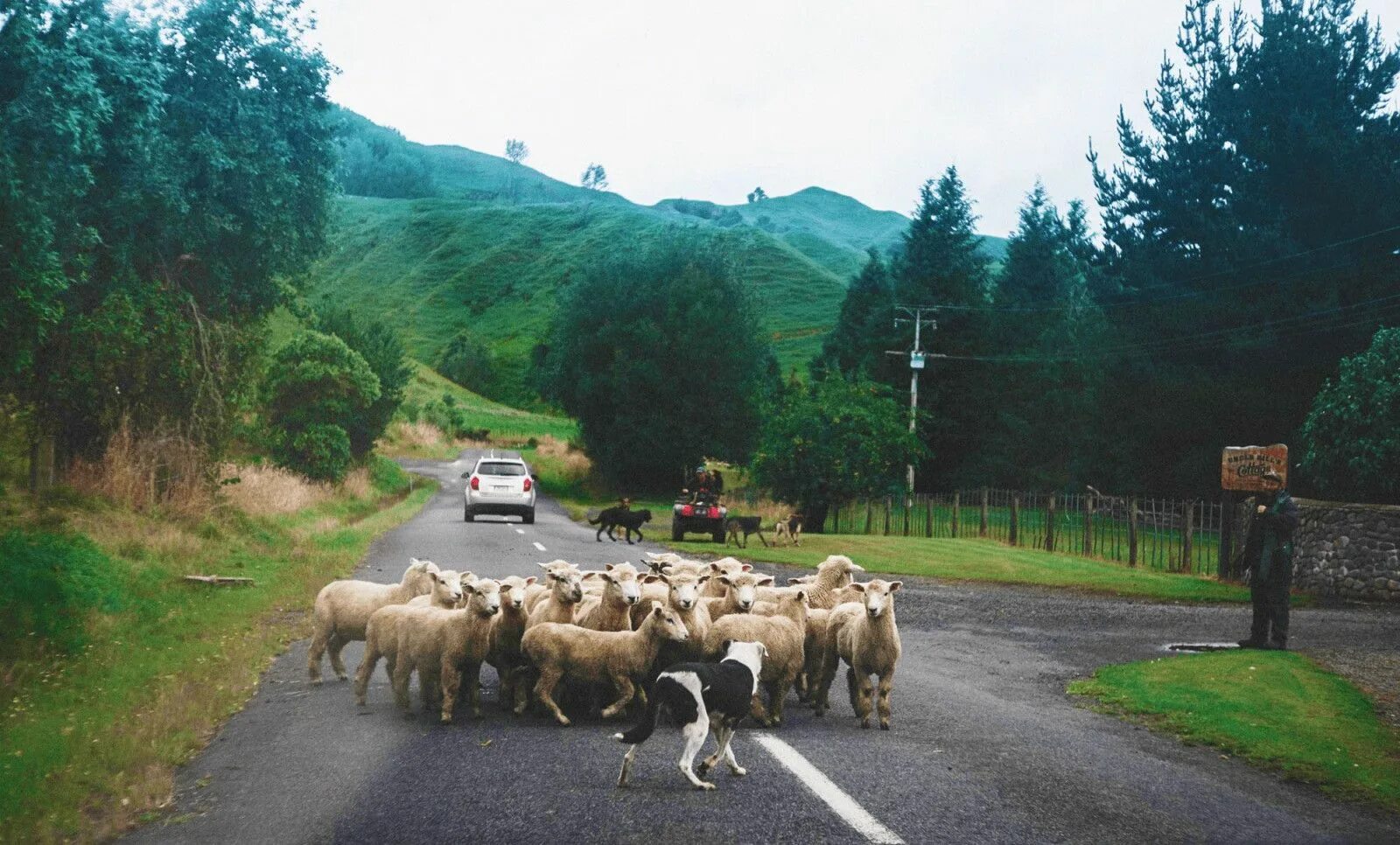 Пасет город. Бараны на дороге. Овцы на дороге. Стадо Баранов на дороге. От Баранов на дороге.