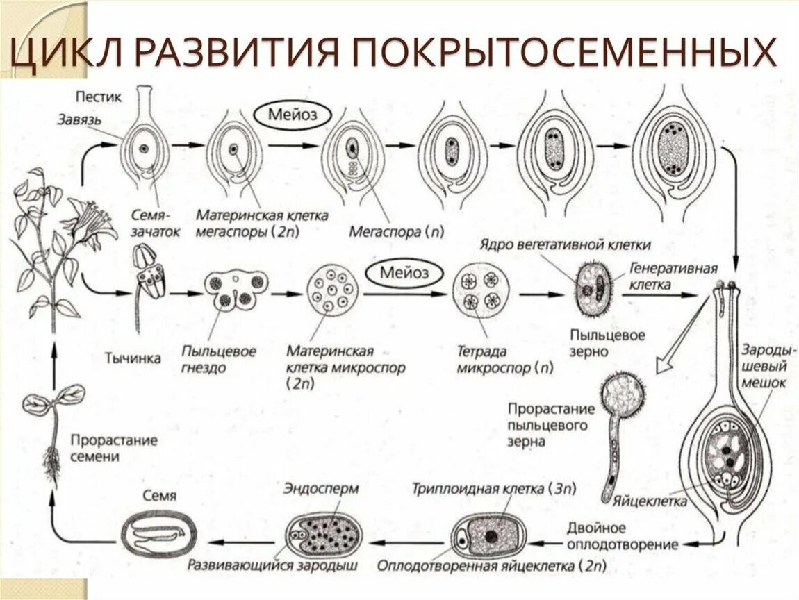 Образование неспециализированной клеточной массы развитие генеративных. Цикл развития покрытосеменных схема. Жизненный цикл покрытосеменных схема. Размножение цветковых растений схема ЕГЭ. Цикл развития покрытосеменных растений.