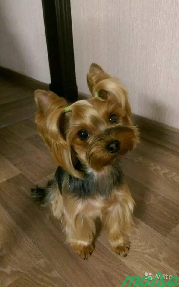 Стрижка йорка с висячими ушами. Стрижка ушей у йорка. Стрижка йорка мальчика. Стрижки йоркширского терьера с висячими ушами. Вислоухий йоркширский терьер.