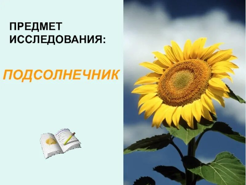 Для чего используют подсолнечник