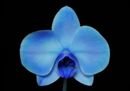 Северодвинскідегі секс-видео