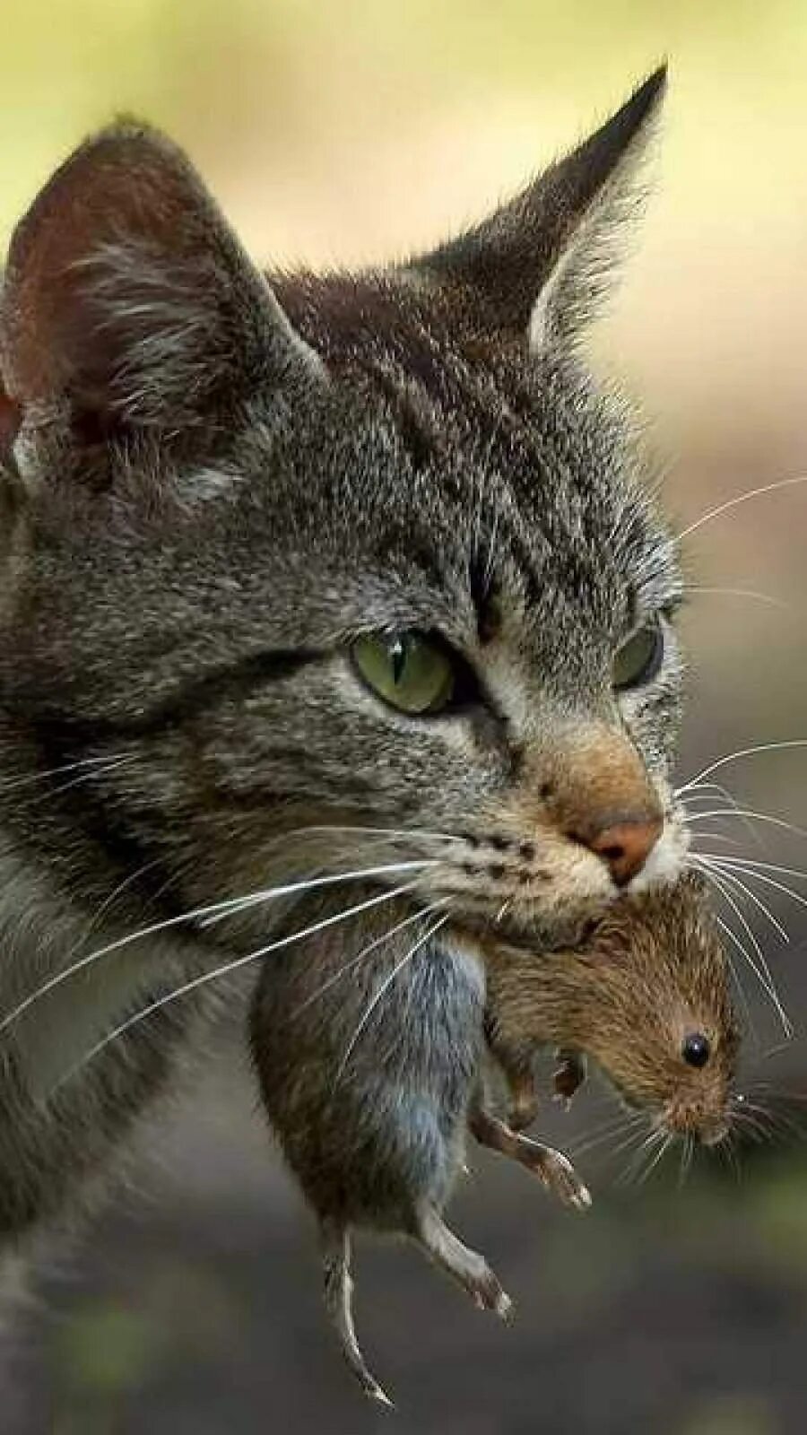 Съел мышь. Кот и мыши. кот с мышью. кот с мышью в зубах. кошка с мышкой в зубах.