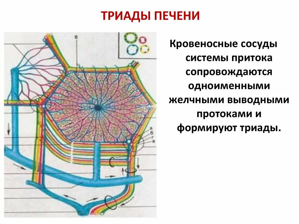 Триада печени. Триада печени гистология. Долька печени с Триадой. Строение триады печени. Портальная Триада печени.