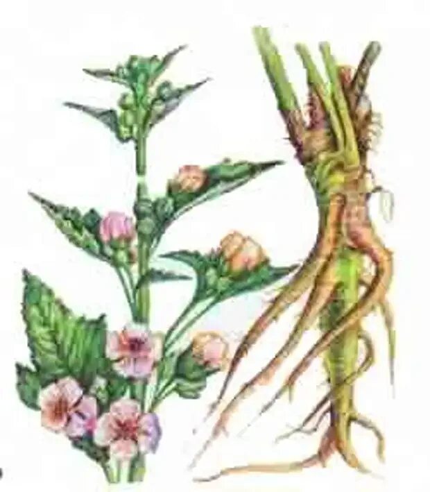 Корень алтея. Алтей лекарственный (althaea officinalis). Корень алтея цветы. Алтей лекарственный (althaea officinalis). Алтей лекарственный целитель.