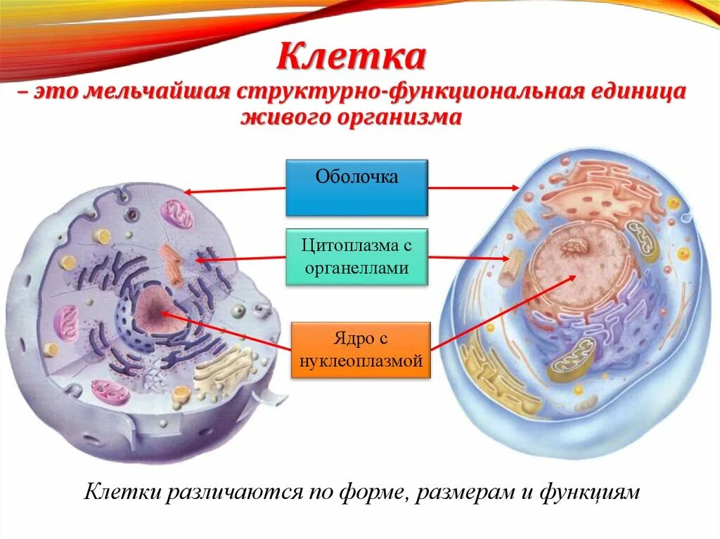 Функциональная часть живого организма