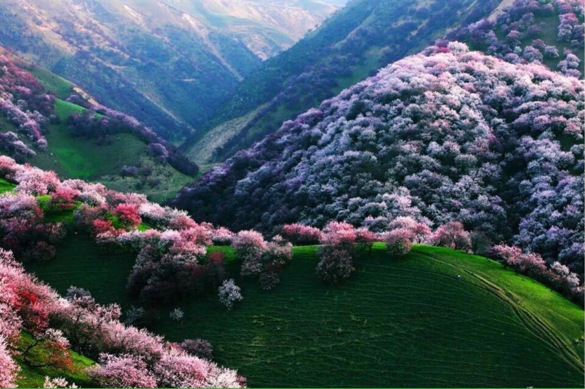 Вечнозеленая страна. Абрикосовая Долина Китай. Абрикосовая Долина йили Китай. Цветущая Абрикосовая Долина в Китае. Долина Вансянь в Китае.