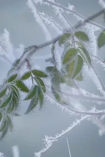 Серебристым инеем украсились гибкие ветки берез