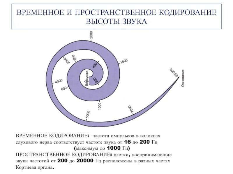 Кодирование высоты. Пространственное и временное кодирование. кодирование высоты звука физиология. пространственное кодирование в улитке. кодирование частоты и громкости звука в волокнах слухового нерва..