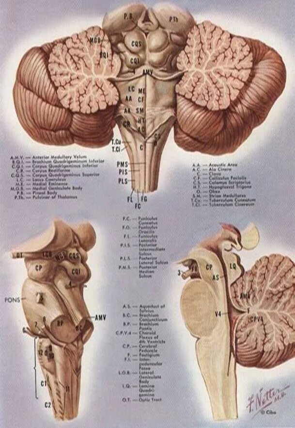 Мозжечок анатомический препарат. Строение мозжечка анатомия. Мозжечок препарат анатомия. Corpus cerebelli анатомия. Задний мозг полость