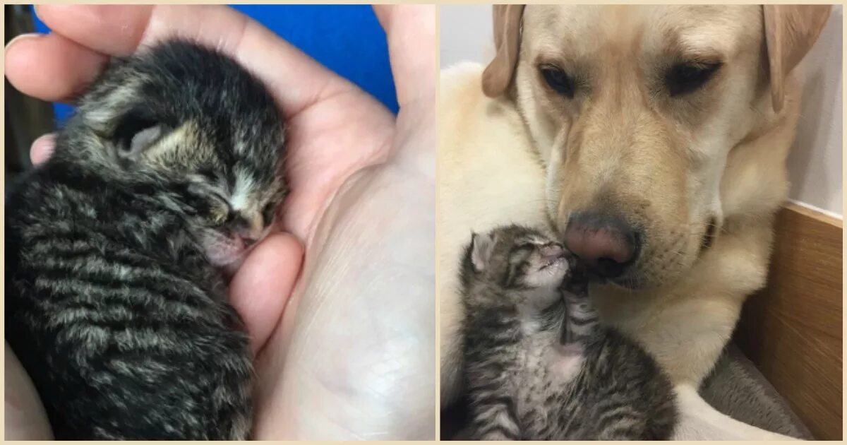 Котенок спас собаку