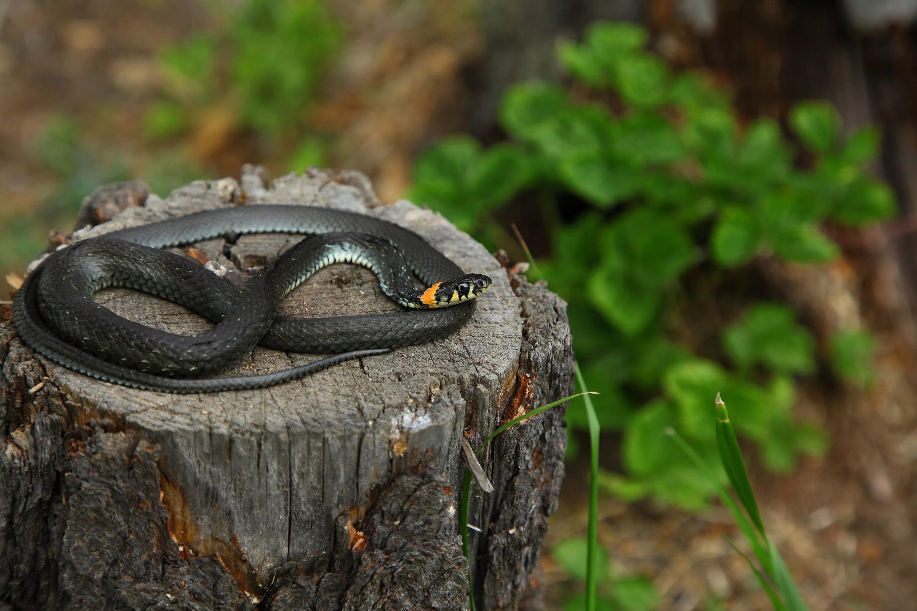 Grass snake