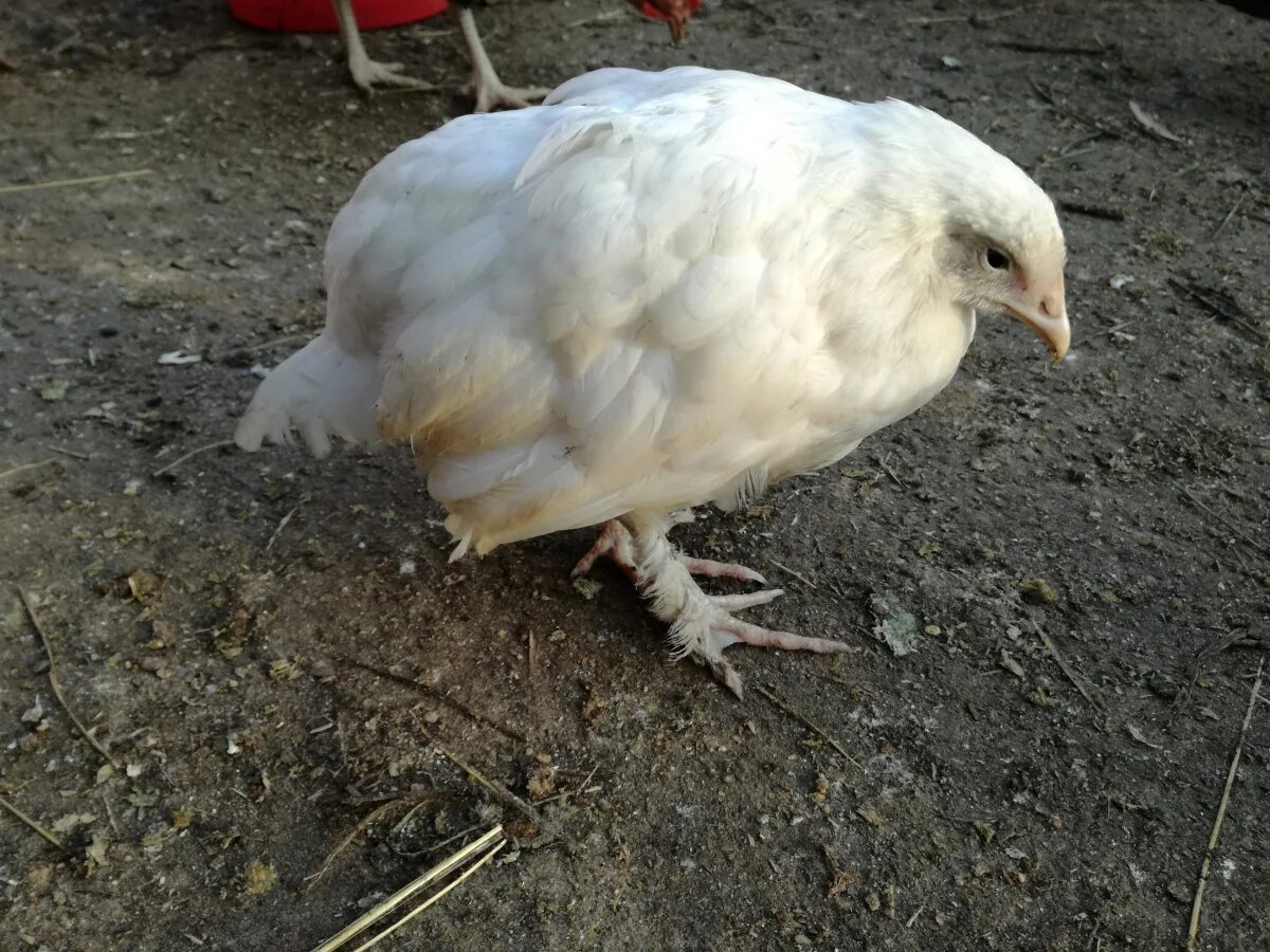 Курица линяет. Курица линяет. Почему у курицы. Гребень у курицы. Почему у курицы.