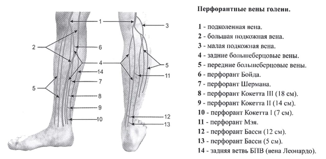 Суральные вены голени анатомия. Перфорантные вены нижних конечностей. Перфорантные вены голени.