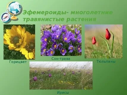 Эфемероиды это