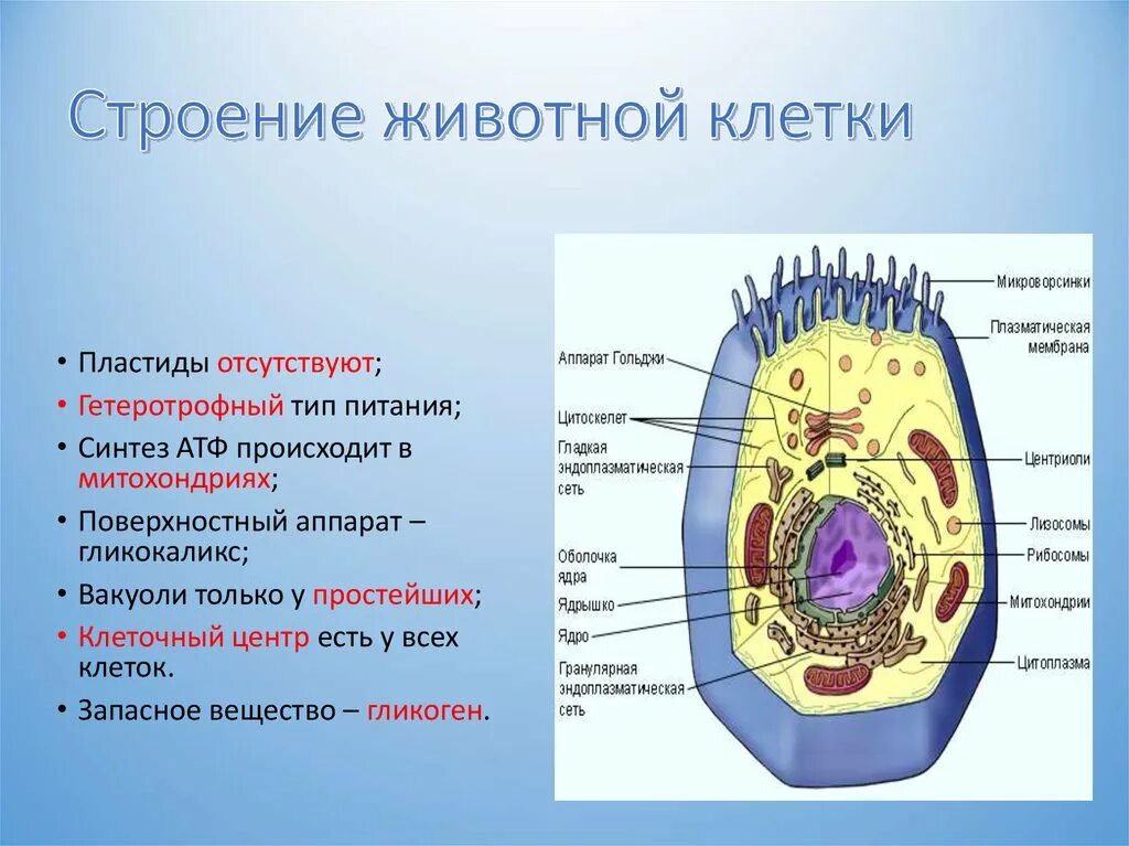 Клетка иерархия