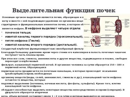 Таблица выделительная система почки