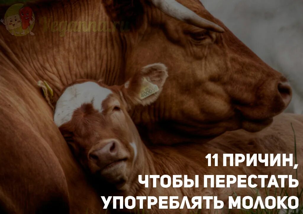 почему веганы не пьют молоко