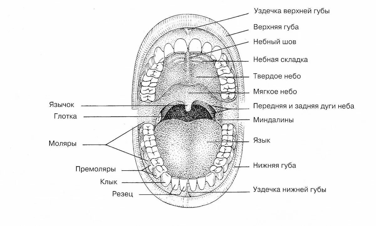 Ротовая работа. Ротовая полость схема анатомия. строение ротовой полости человека анатомия. строение ротовой полости человека схема. атлас ротовой полости анатомия.