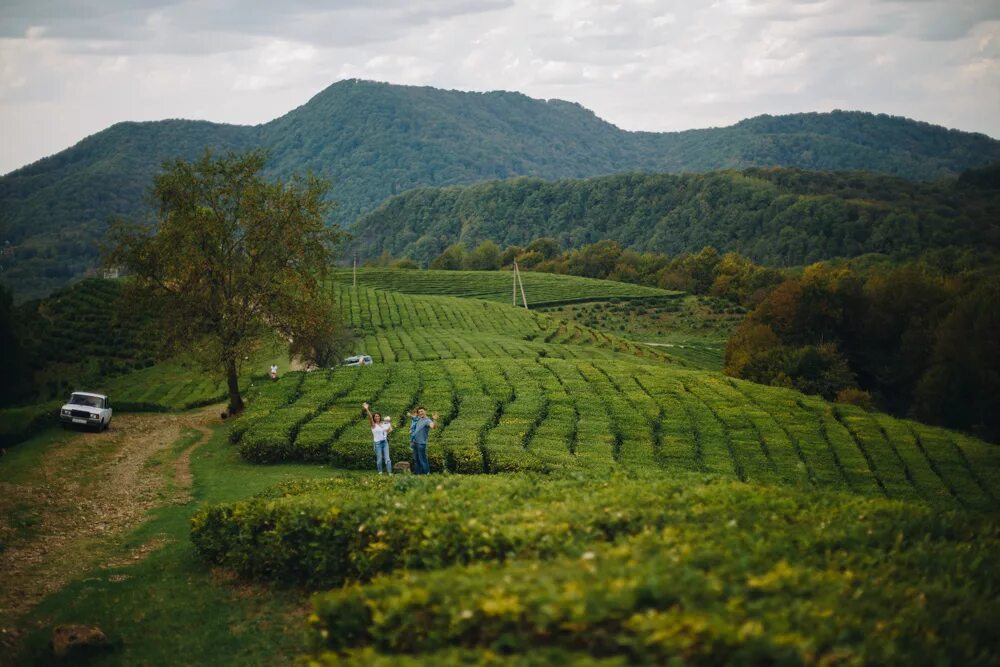 сельхоз сочи. сельхоз сочи. чайные плантации сочи мацеста. чайные плантации туапсинский район. сельхоз сочи.