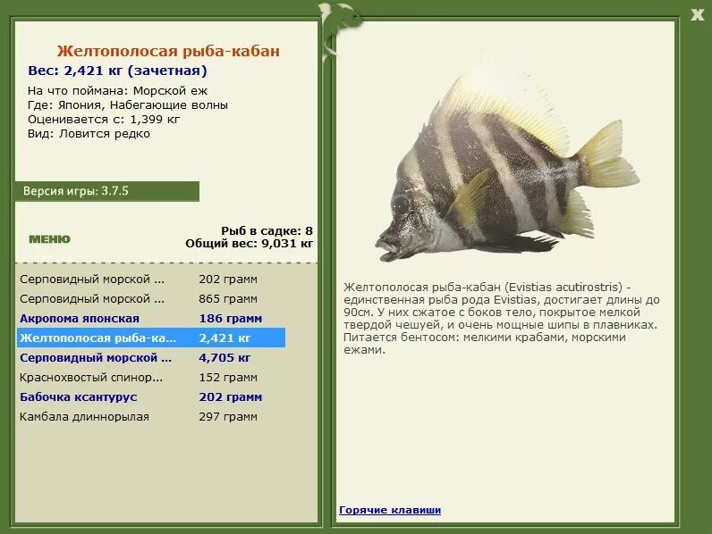 свинья рыба характеристика. рыба свинья. овен свинья. парусная рыба кабан. женщина кабан рыба характеристика.