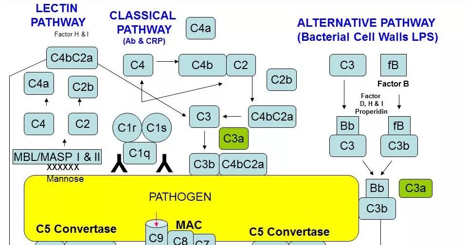 Complement System. Система комплемента. Complement System alternative Pathway. Система комплемента c3b.