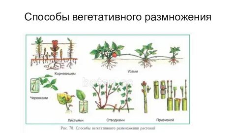 Как называется способ размножения комнатных растений