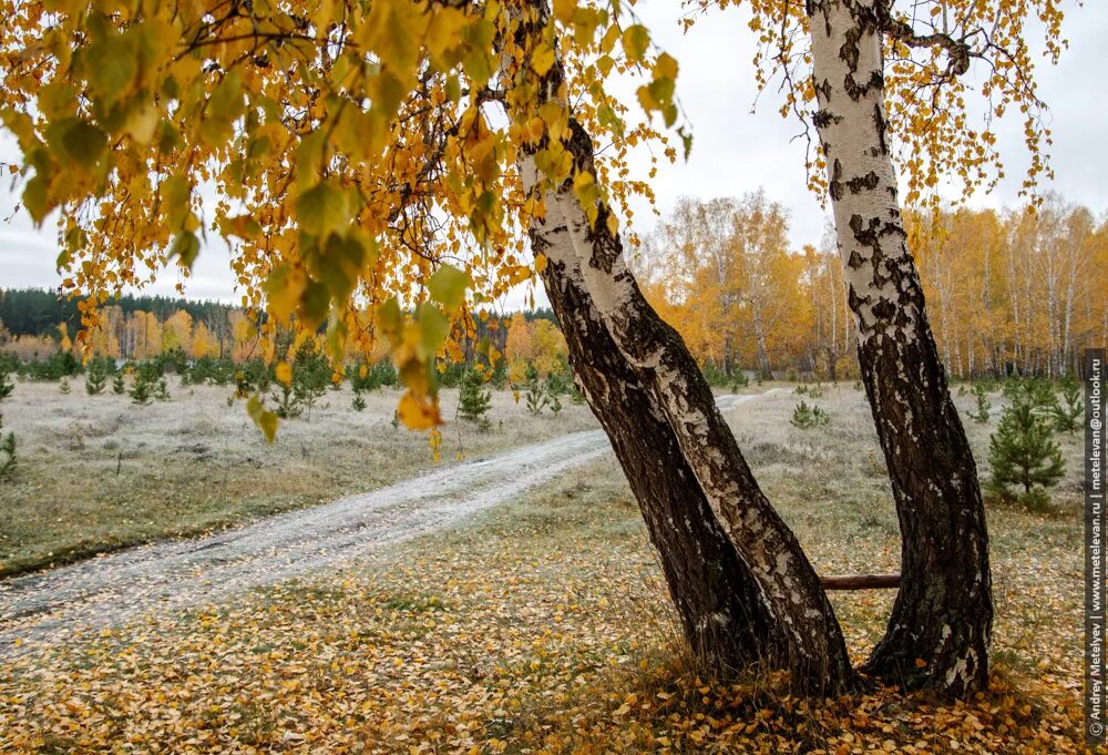 Осень березы. Береза повислая осенью. Осеннюю березку. Осеннюю березку. Береза осенью.