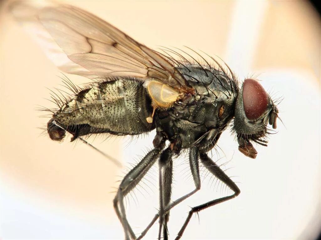 Tsetse fly. Муха жигалка. Осенняя жигалка Муха. Осенняя Муха жигалка укус. Муха жигалка кусается.