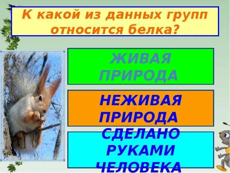 Приведи примеры явлений живой природы. Белка относится к группе. К какой группе относятся белки. Белка это Живая природа или неживая. К какой группе относится белка из.