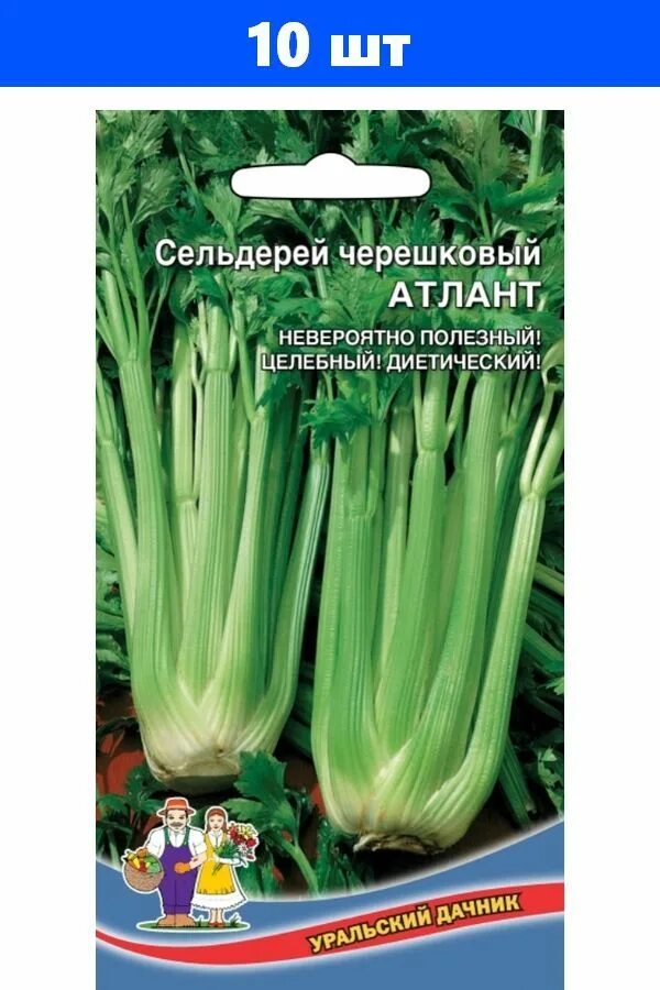 Сельдерей купить в спб. Сельдерей Атлант черешковый.