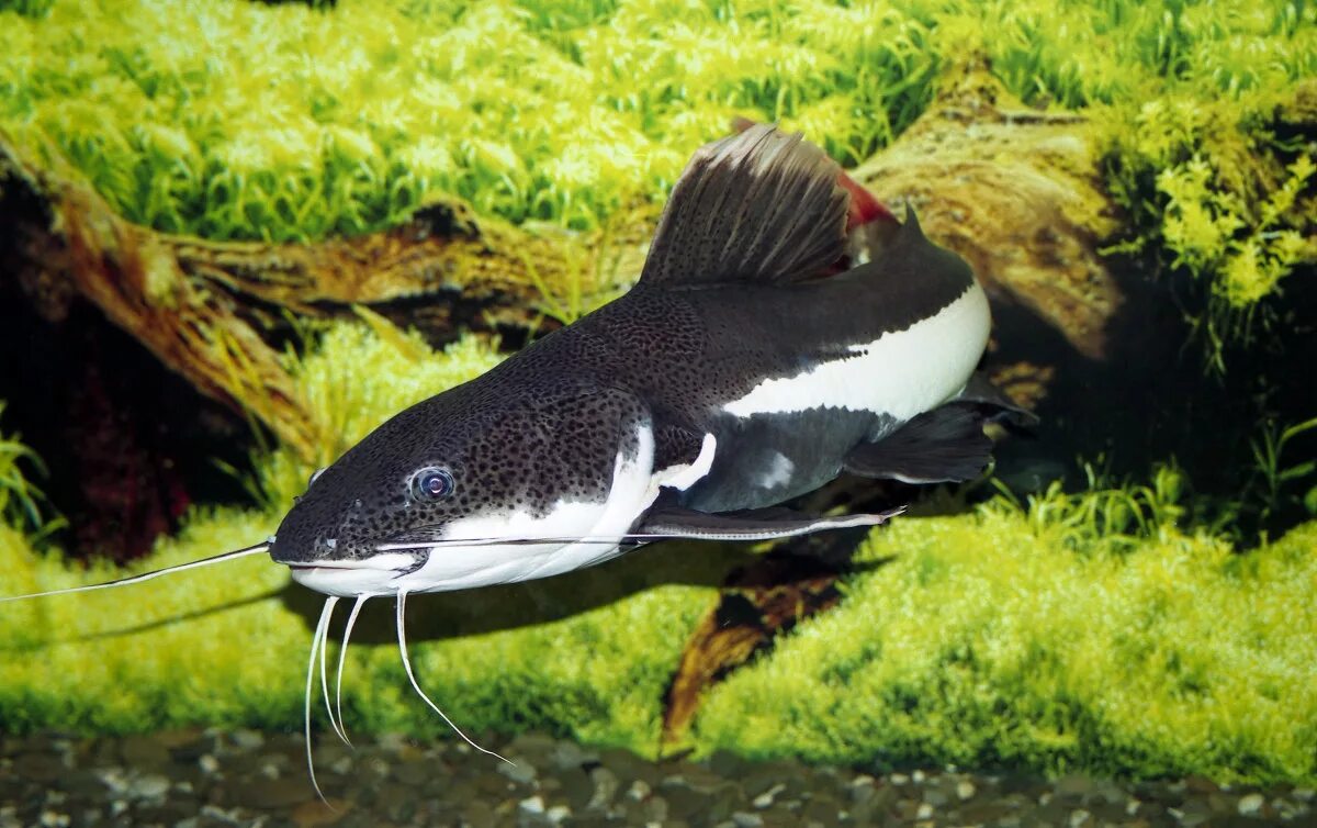 Сомик кошка аквариумный. Синодонтис пятнистый. Пеколтия сабаджа l 075. Сом мешкожаберный аквариумный. Сомик краснохвостый аквариумный.