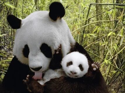 Pandas period