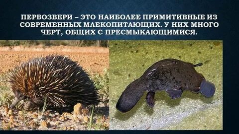 Наиболее примитивные