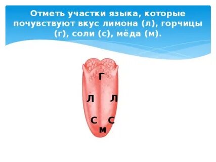 Язык впервые