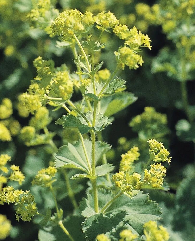Манжетка это. Манжетка alchemilla mollis. манжетка мягкая alchemilla mollis `robustica`. манжетка обыкновенная (alchemilla vulgaris). манжетка мягкая (alchemilla mollis).
