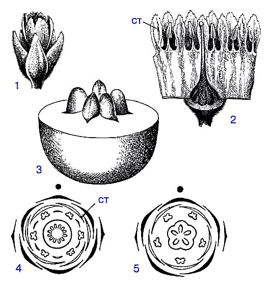 Диаграмма цветка печеночники. Тыква cucurbita maxima. Диаграмма тыквенных. Вероника дубравная диаграмма цветка. Плоды семейства норичниковые.