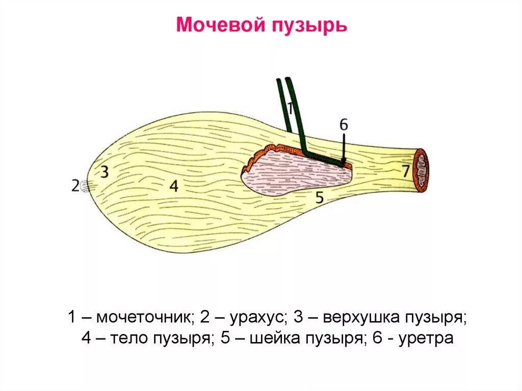 Мочеточник у кошек. Строение мочевого пузыря животных. Строение мочевого пузыря коровы. Мочевой пузырь анатомия животных. Строение мочевого пузыря КРС.