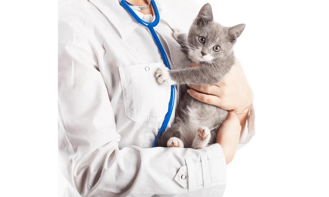 Ветеринар котят. Кот врач. ветеринар с кошкой. котенок у ветеринара. кошка в ветеринарке.