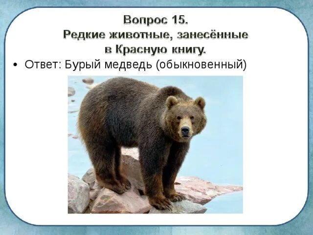 Медведь занесен в красную книгу или нет. Медведь занесен в красную книгу или нет