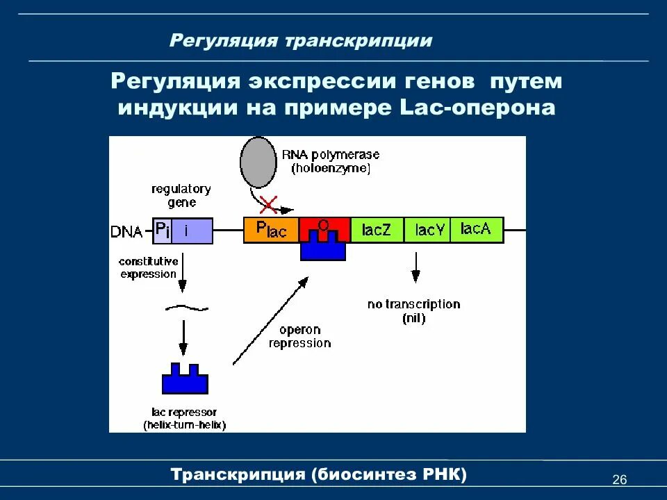 Транскрипция оперона